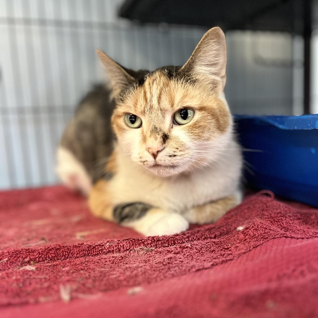 Enlarge Lennox, a Adoptable Domestic Short Hair in Portage, MI image 2/2