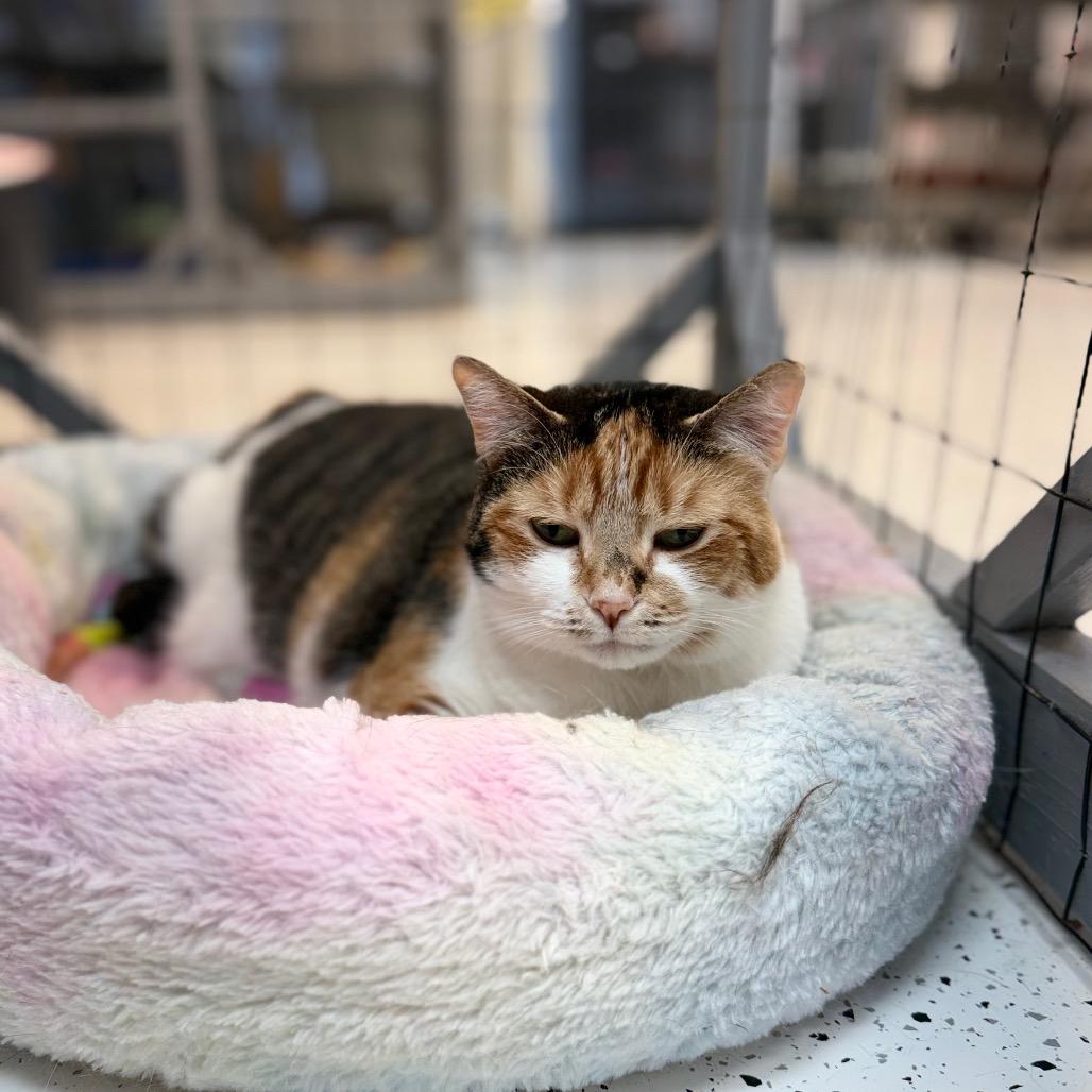 Enlarge Lennox, a Adoptable Domestic Short Hair in Portage, MI image 3/3