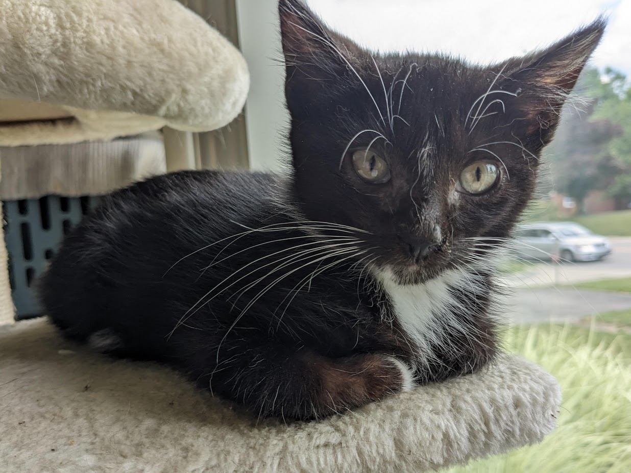 Jasper gives the best hugs!, Baby Male Domestic Short Hair