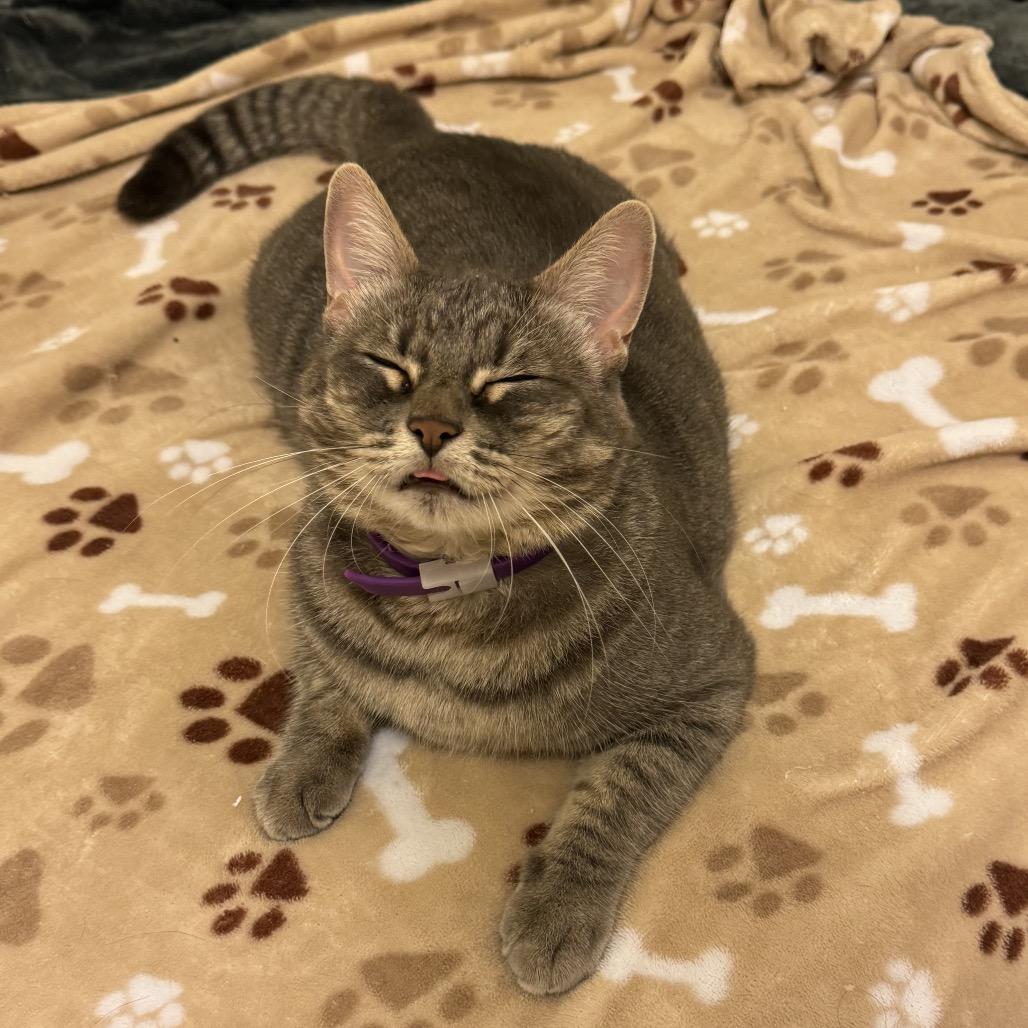 Enlarge Eevee, a Adoptable Domestic Short Hair in Long Beach, CA image 1/6