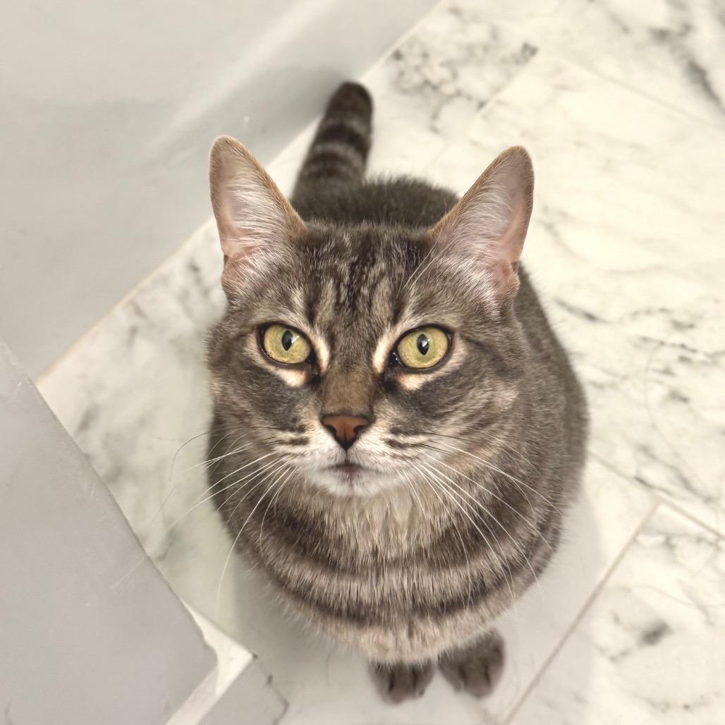 Enlarge Eevee, a Adoptable Domestic Short Hair in Long Beach, CA image 2/6