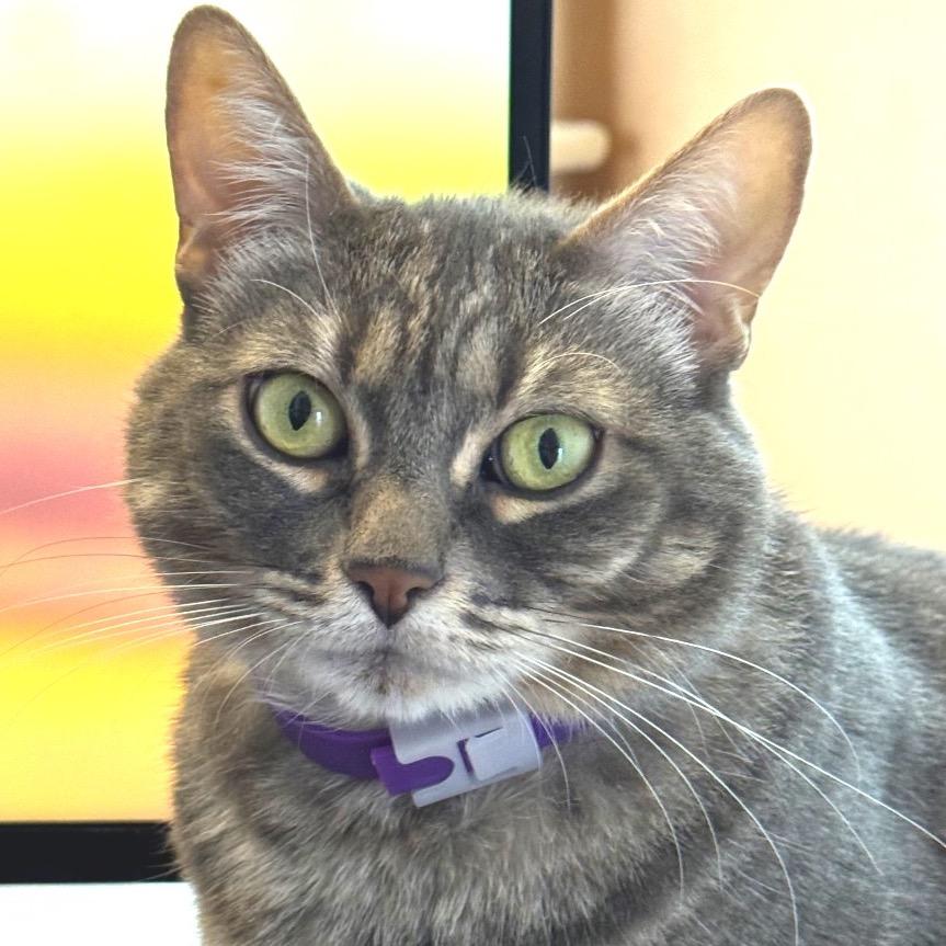Enlarge Eevee, a Adoptable Domestic Short Hair in Long Beach, CA image 2/6