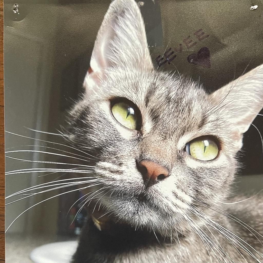 Enlarge Eevee, a Adoptable Domestic Short Hair in Long Beach, CA image 4/6