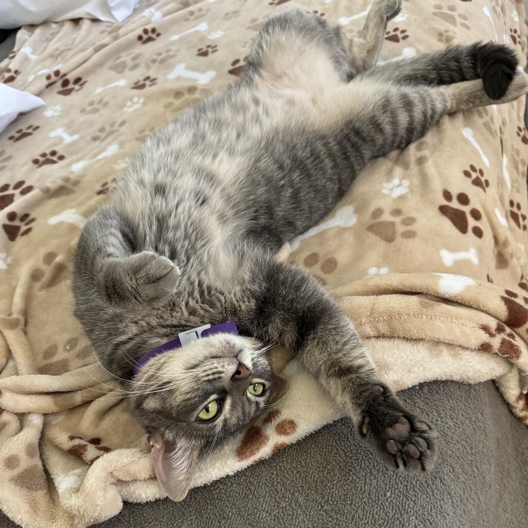 Enlarge Eevee, a Adoptable Domestic Short Hair in Long Beach, CA image 5/6