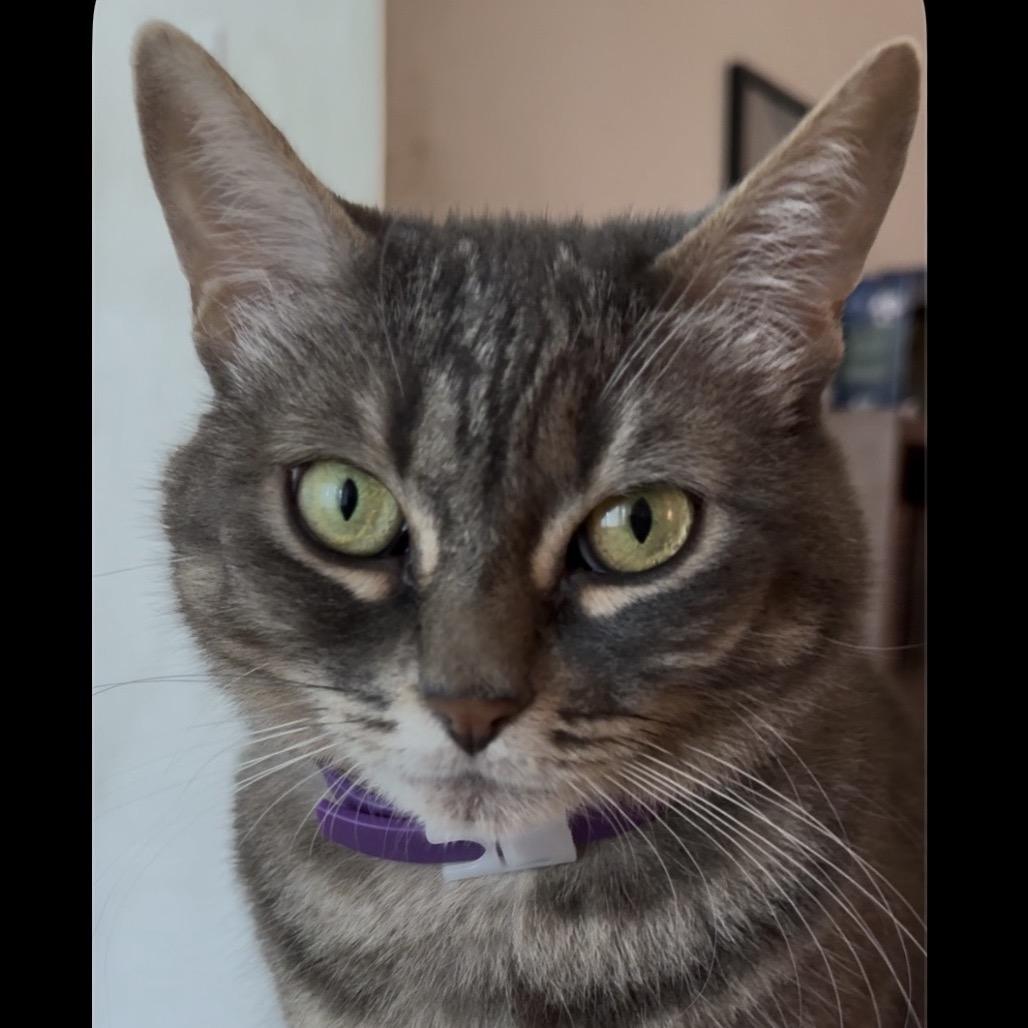 Enlarge Eevee, a Adoptable Domestic Short Hair in Long Beach, CA image 5/6