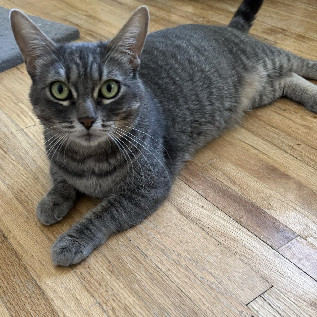 Enlarge Eevee, a Adoptable Domestic Short Hair in Long Beach, CA image 6/6