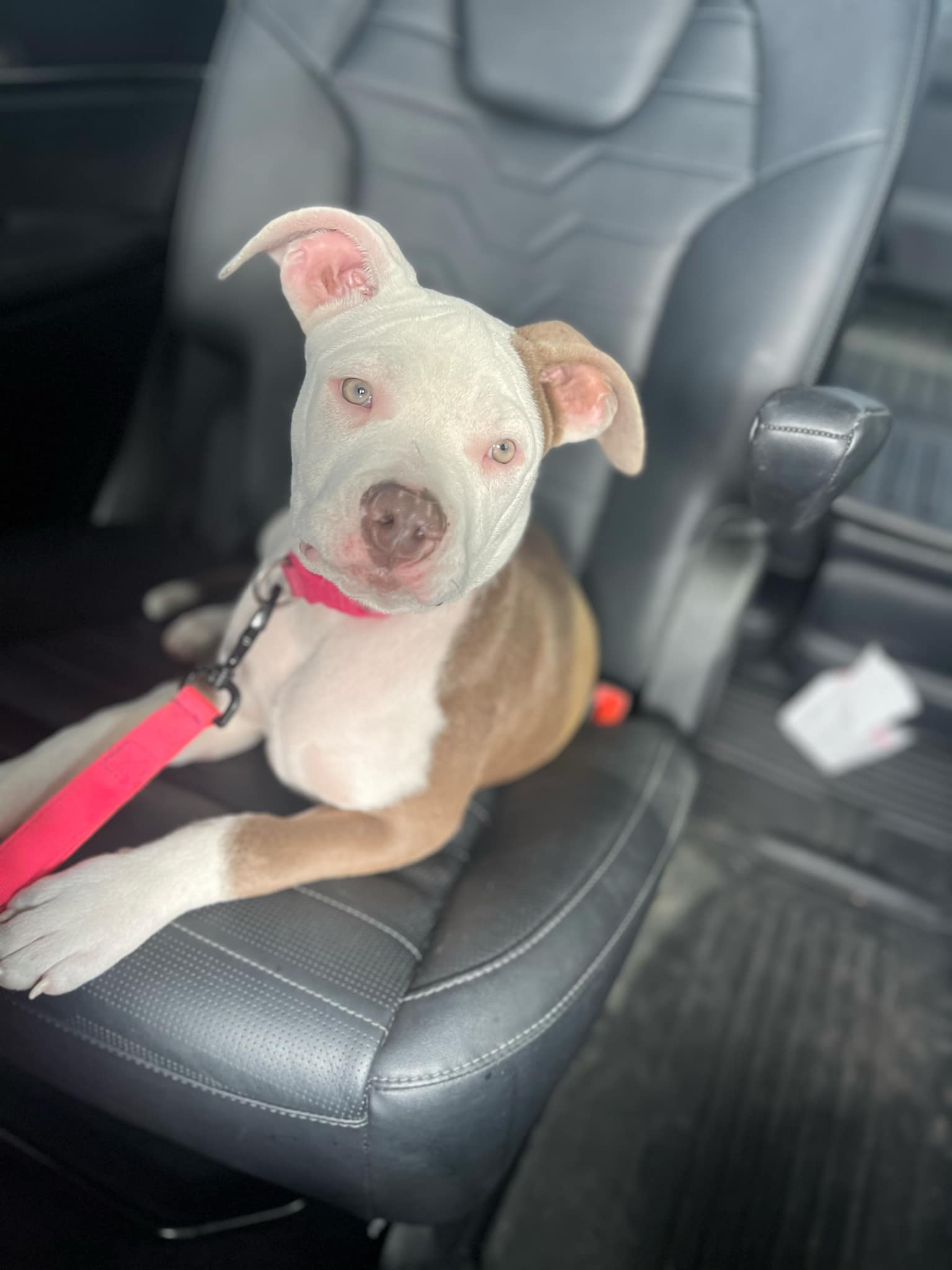 Dog for adoption Sage, an American Bully Mix in Temple, TX Petfinder