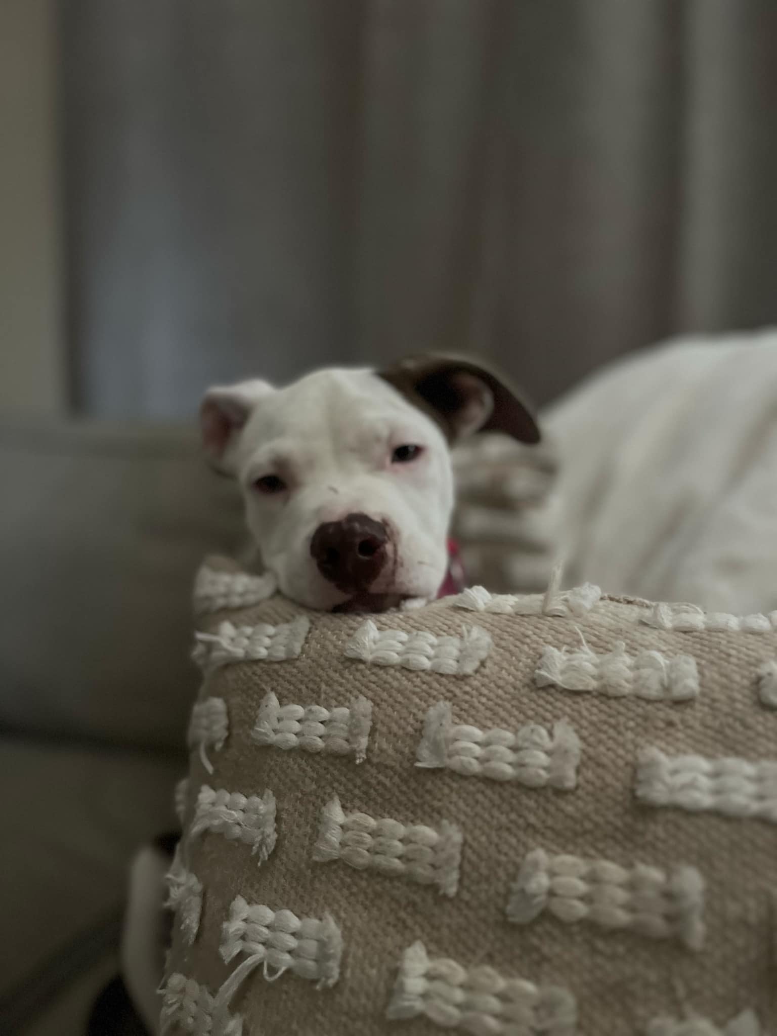 Dog for adoption Sage, an American Bully Mix in Temple, TX Petfinder