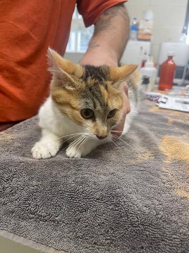 Enlarge Shoshanna, a Adoptable mixed breed in Lunenburg, MA image 1/2