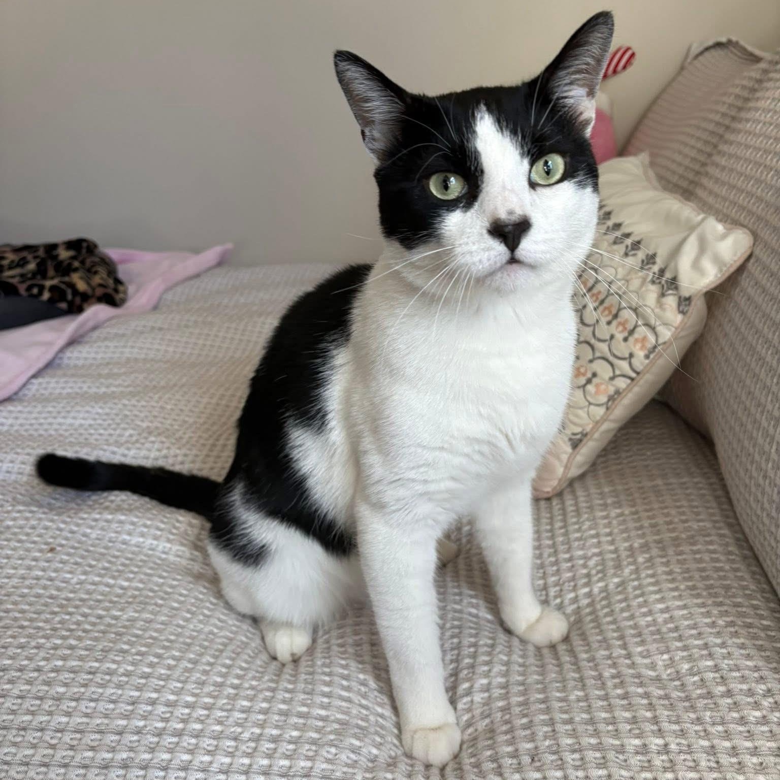 Sam, ADOPTABLE, Young Male Domestic Short Hair.