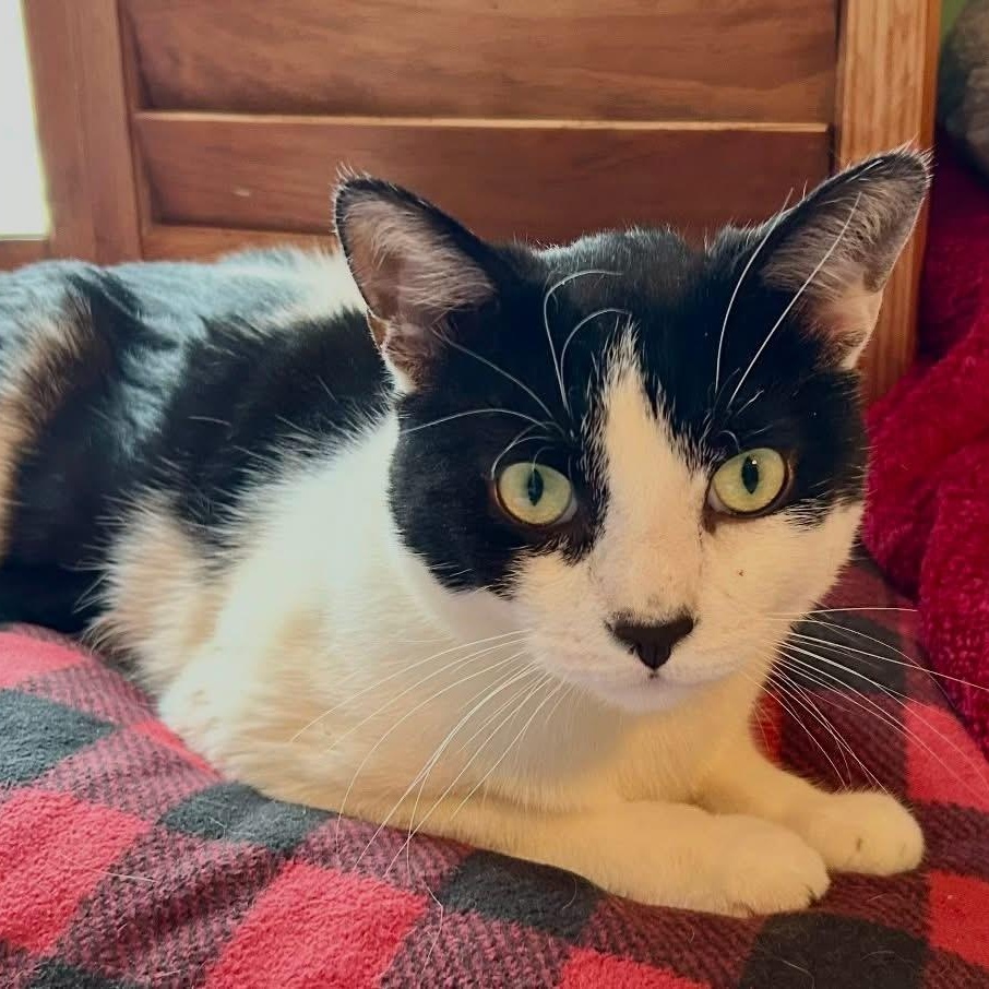 Enlarge Sam, a ADOPTABLE Domestic Short Hair in Bridgeport, CT image 2/2