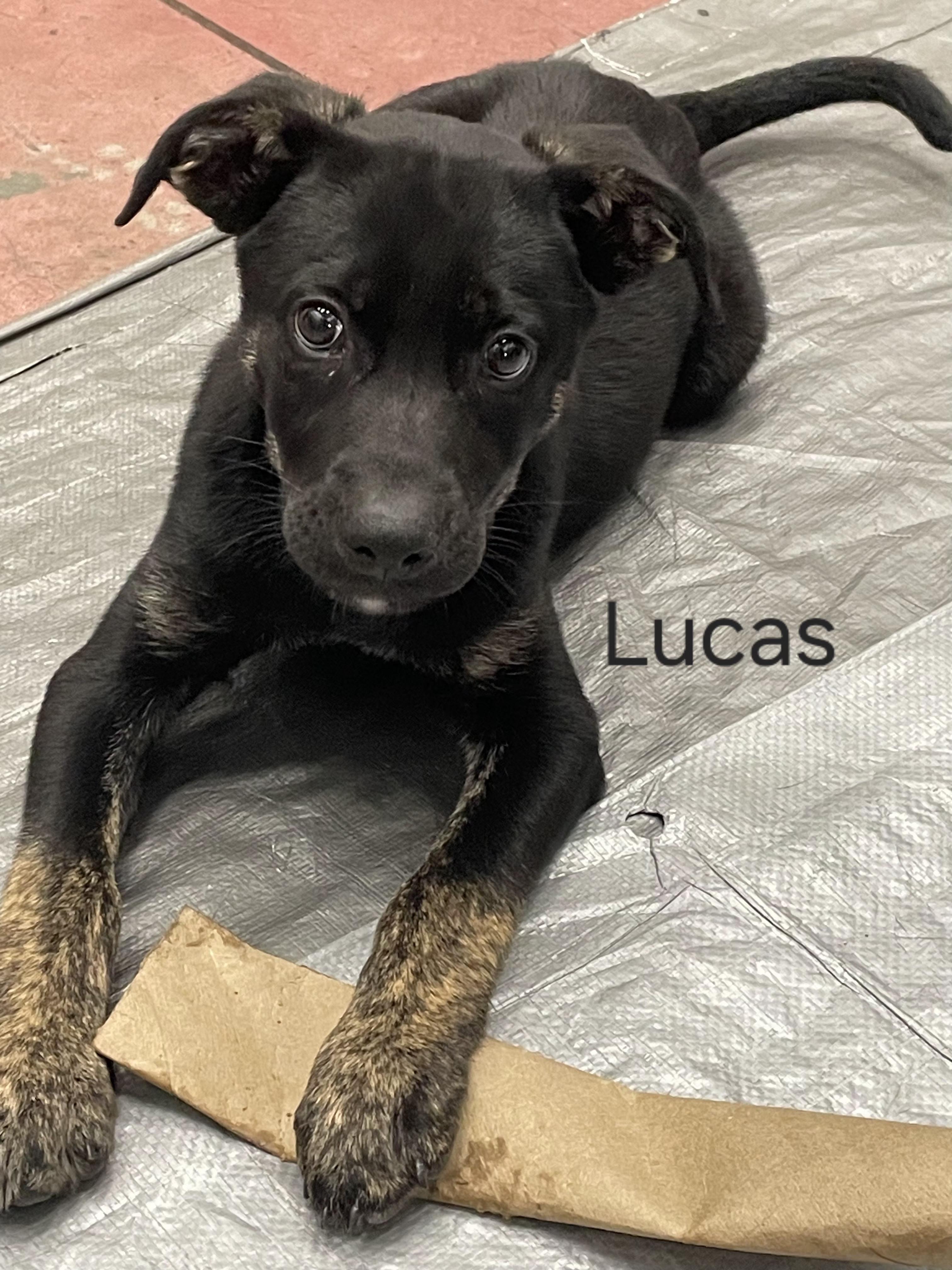 Enlarge Lucas, a Adopted mixed breed in Bloomsdale, MO image 1/1