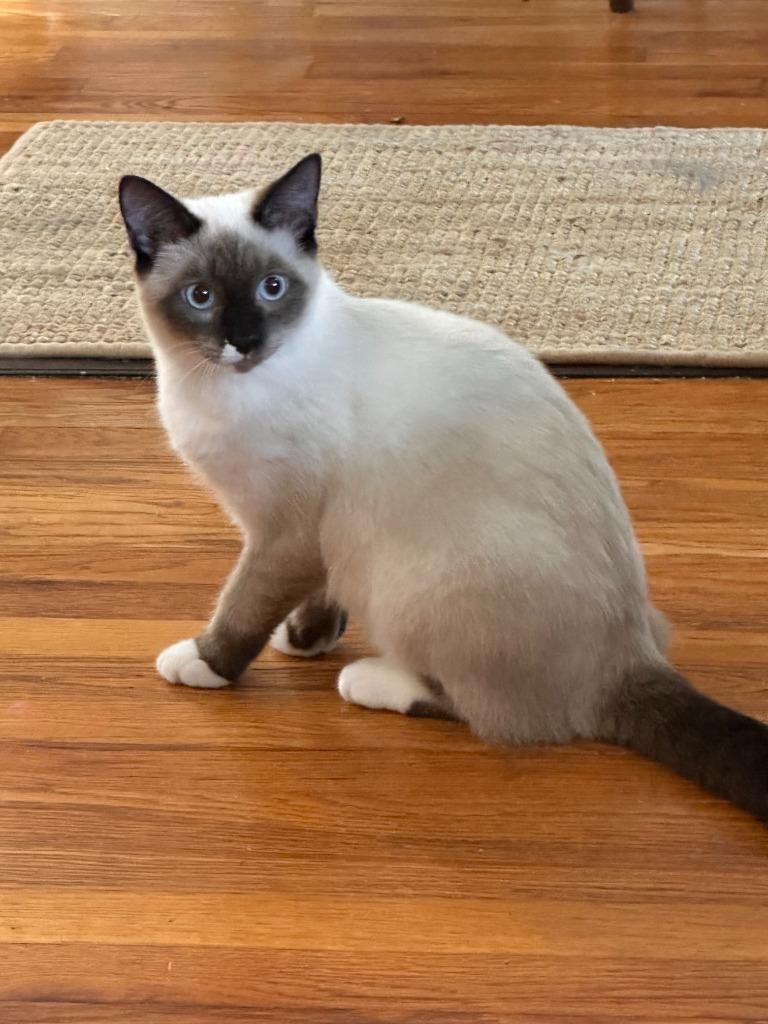 Enlarge DeWitt, a Adoptable mixed breed in Rome, GA image 2/2