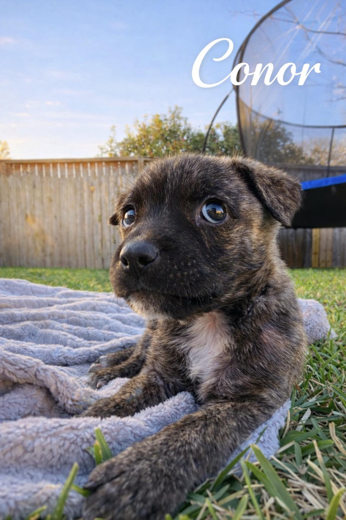 Conor — thumbnail 3