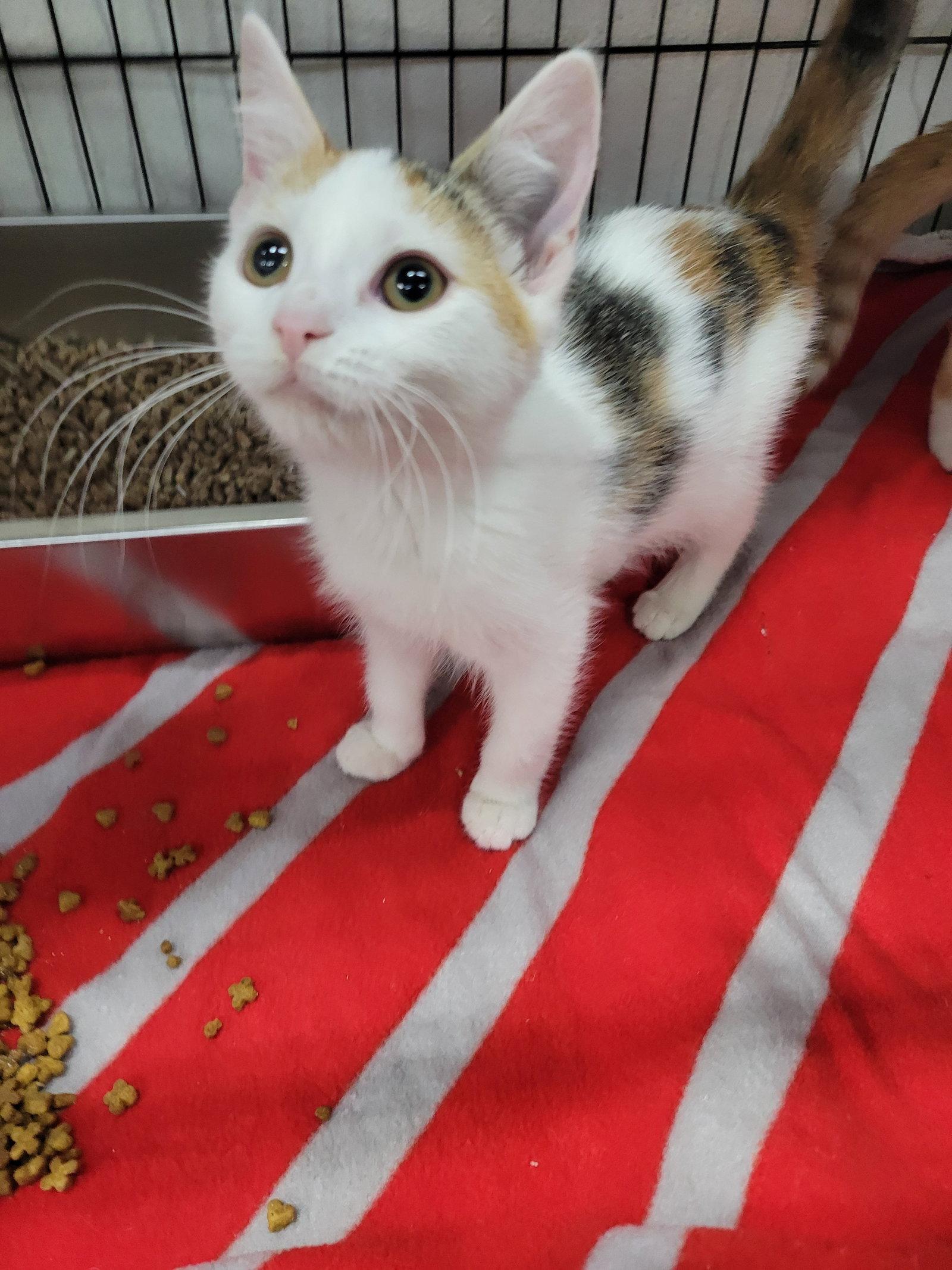 Enlarge Kitten Bender, a Adopted Calico in Cuyahoga Falls, OH image 1/2