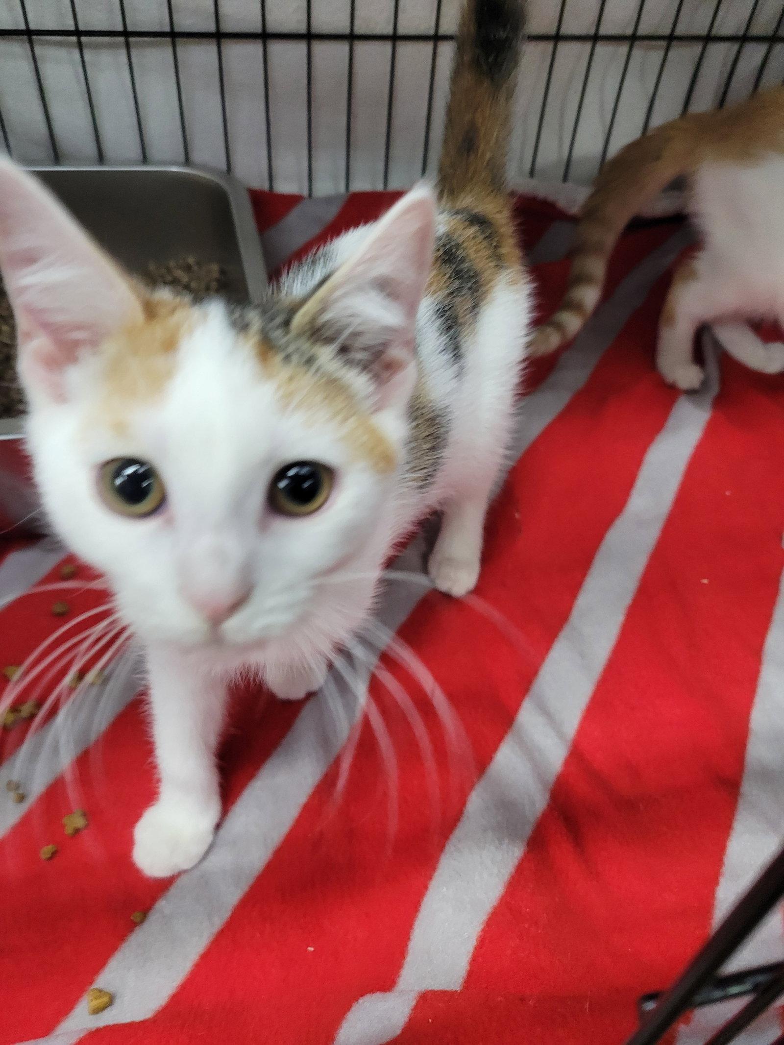 Enlarge Kitten Bender, a Adopted Calico in Cuyahoga Falls, OH image 2/2