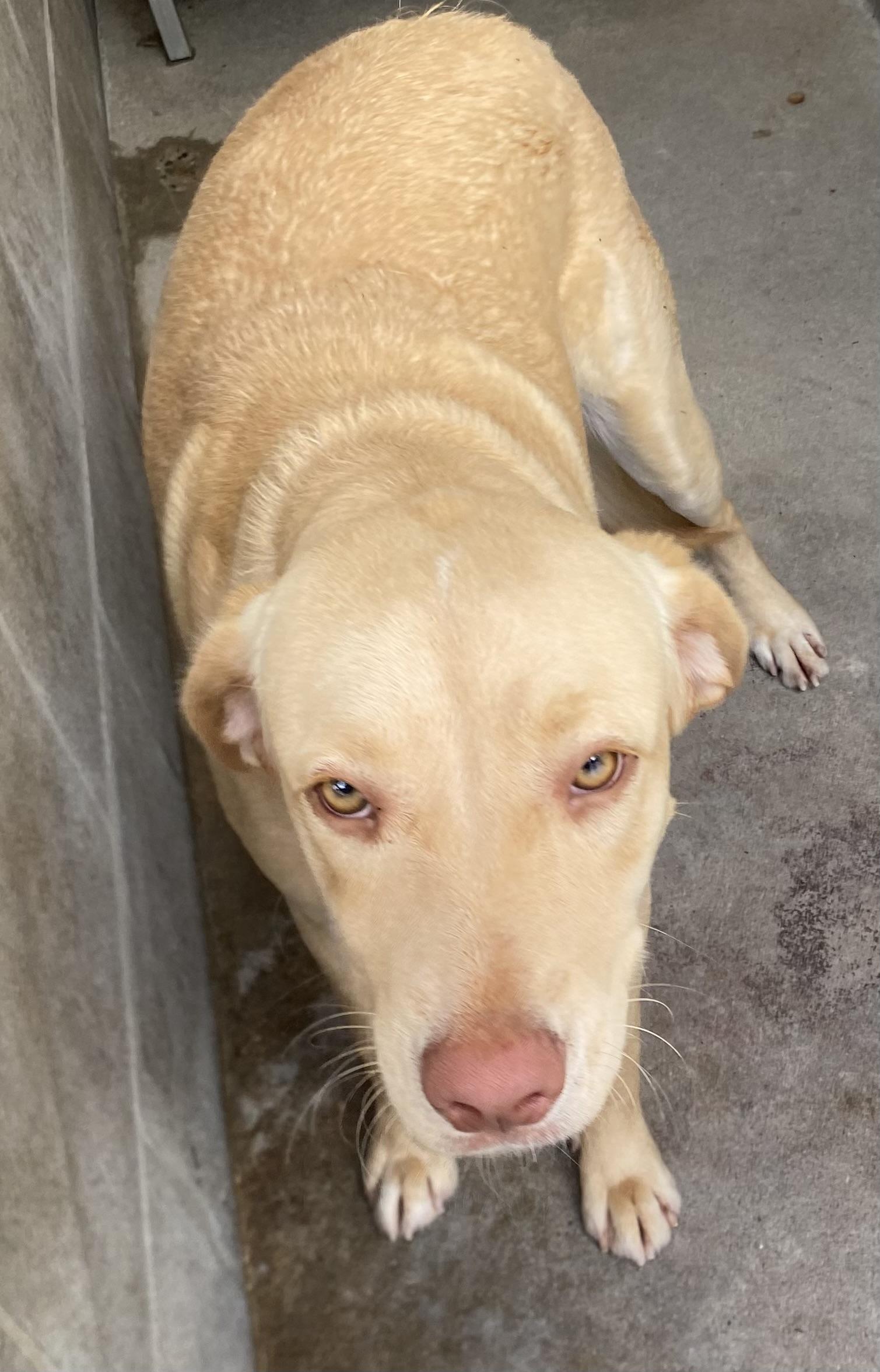 Annie, a Adoptable mixed breed in Lakeland, GA image 2/2