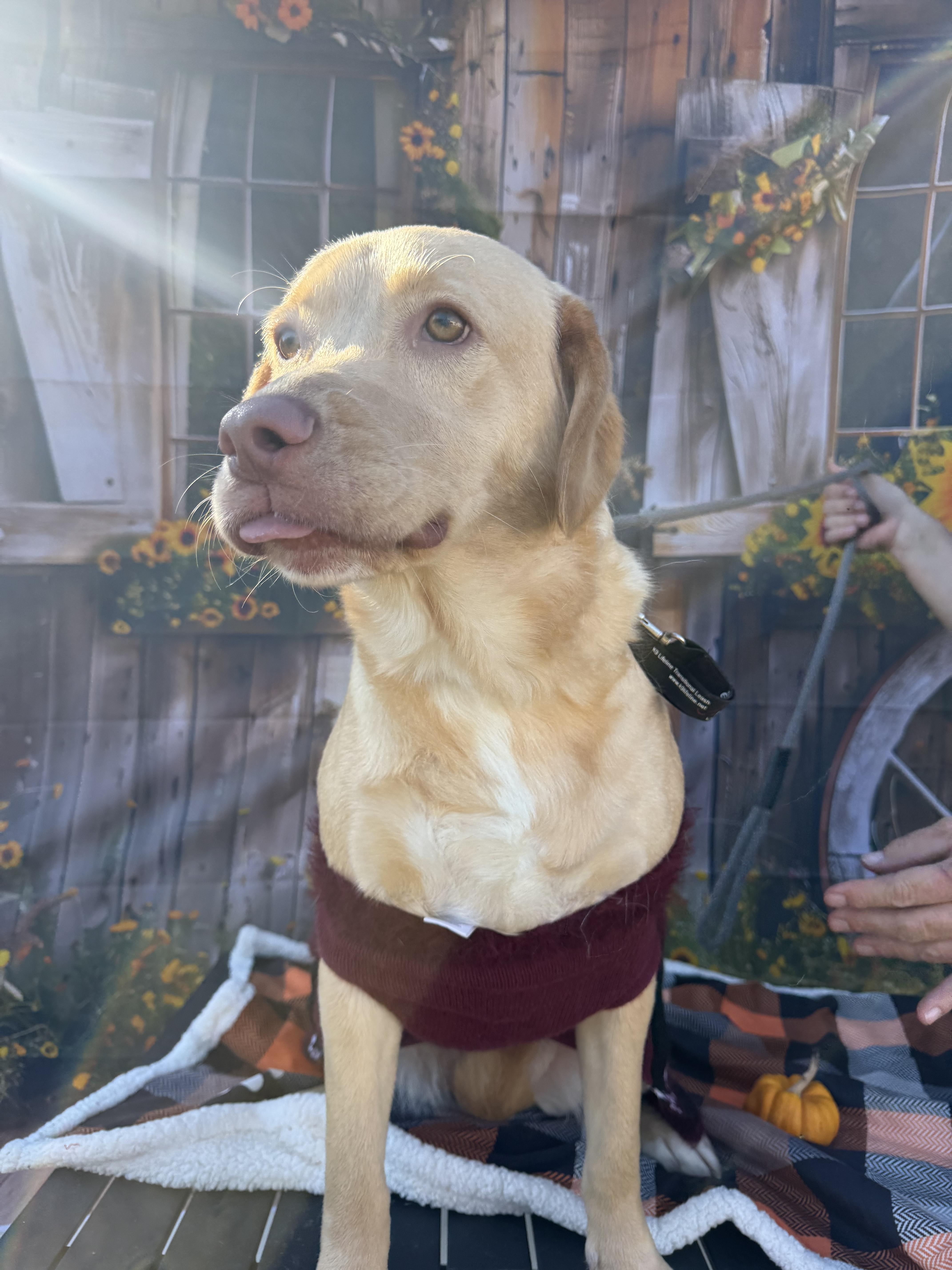 Annie, Adoptable, Young Female Yellow Labrador Retriever.