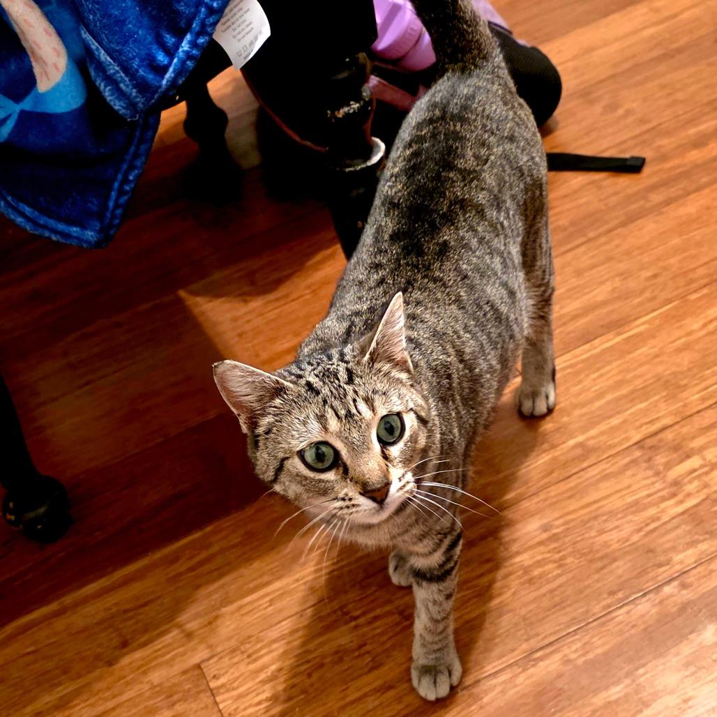 Enlarge Moira Rose, a Adoptable Domestic Short Hair in Brownsboro, AL image 1/6