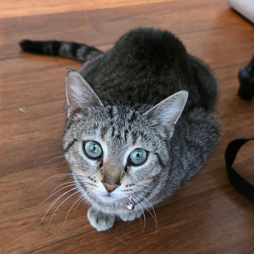 Enlarge Moira Rose, a Adoptable Domestic Short Hair in Brownsboro, AL image 2/6