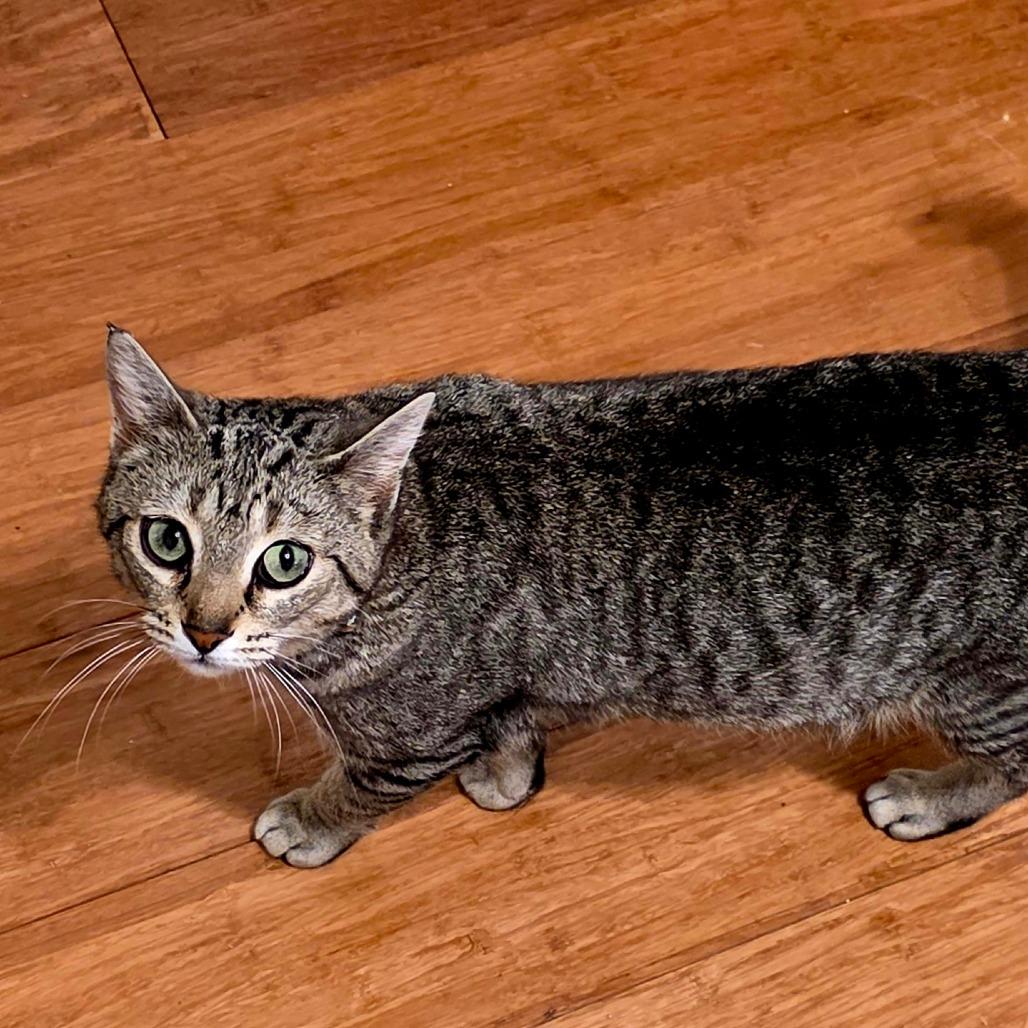 Enlarge Moira Rose, a Adoptable Domestic Short Hair in Brownsboro, AL image 3/6