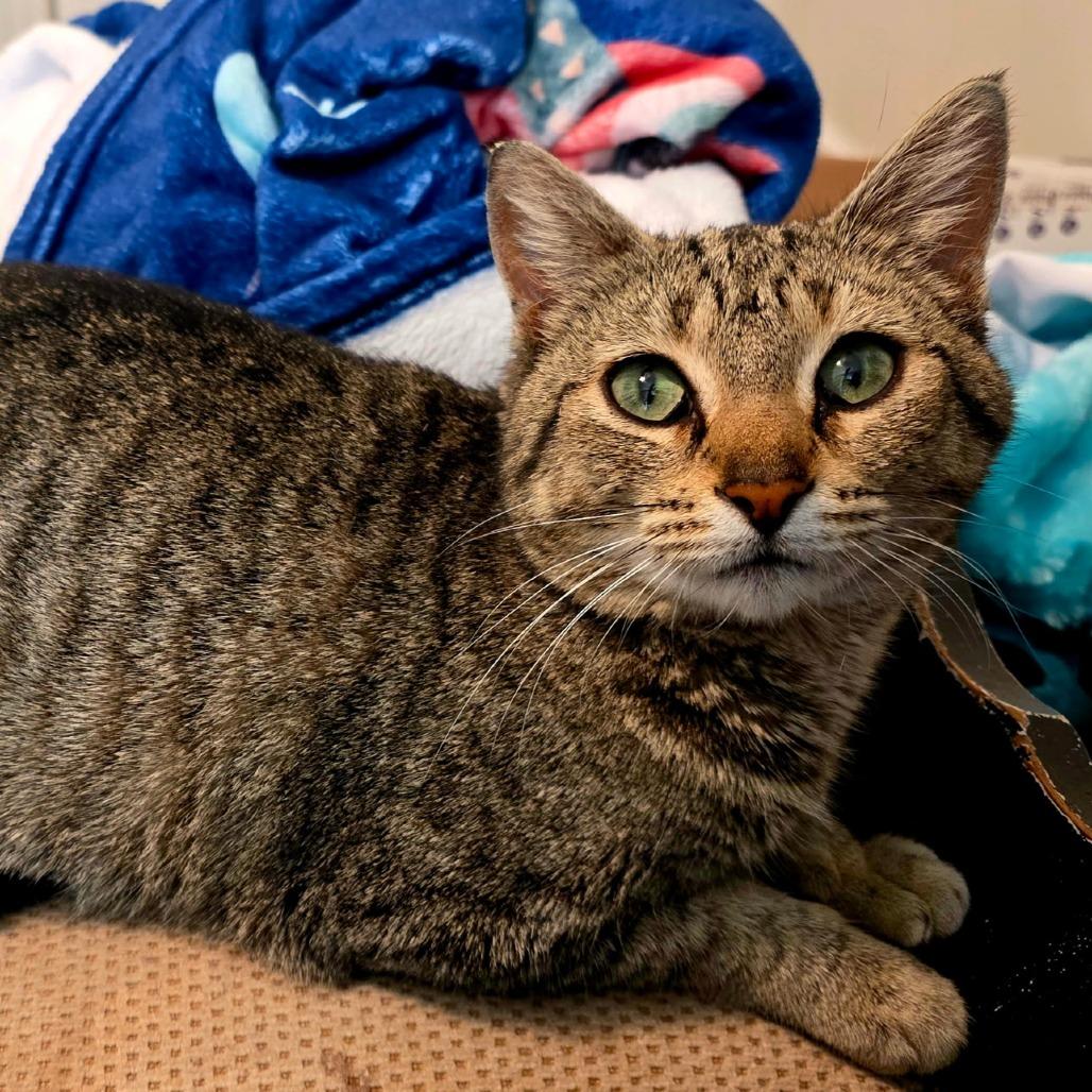 Enlarge Moira Rose, a Adoptable Domestic Short Hair in Brownsboro, AL image 4/6