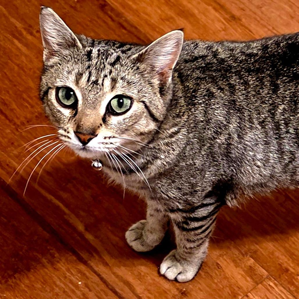 Enlarge Moira Rose, a Adoptable Domestic Short Hair in Brownsboro, AL image 5/6