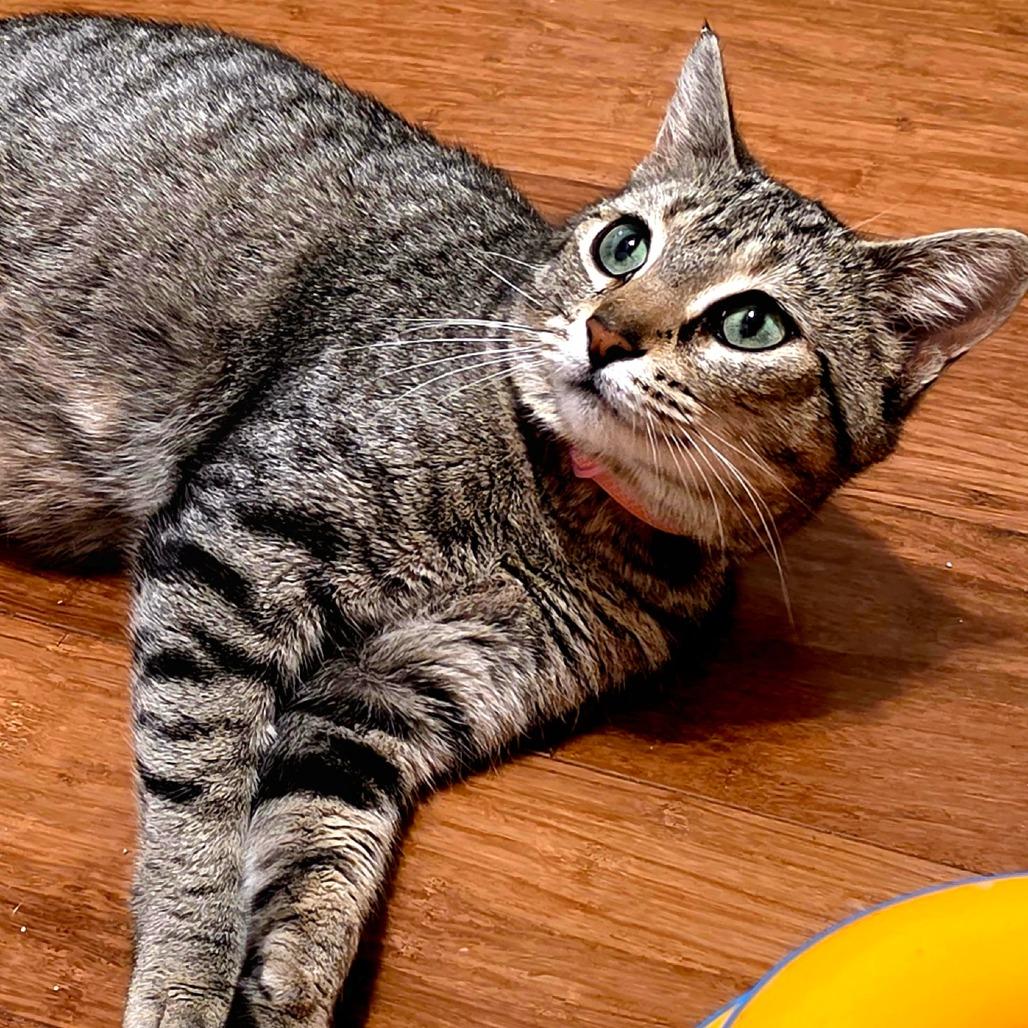 Enlarge Moira Rose, a Adoptable Domestic Short Hair in Brownsboro, AL image 6/6