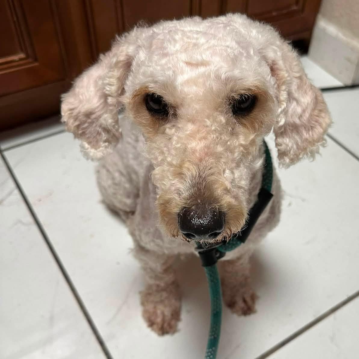 Enlarge Fozzy, an adopted mixed breed in Winter haven, FL image 1/1