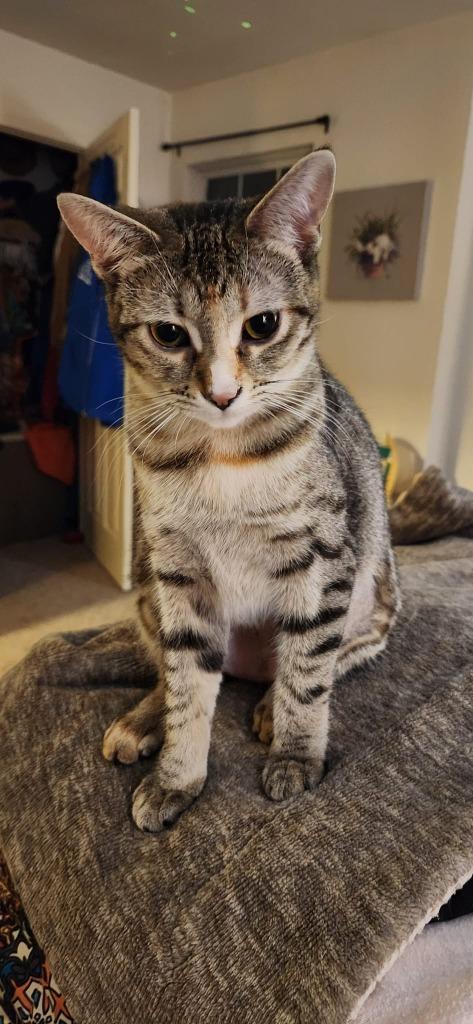 Enlarge Wynona, a Adoptable mixed breed in Libertyville, IL image 1/6