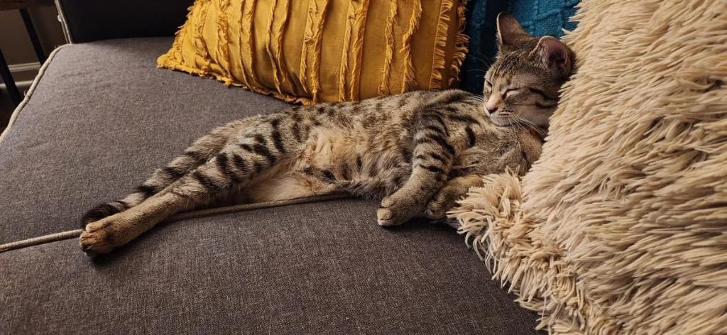 Wynona, Adoptable, Young Female Domestic Medium Hair.