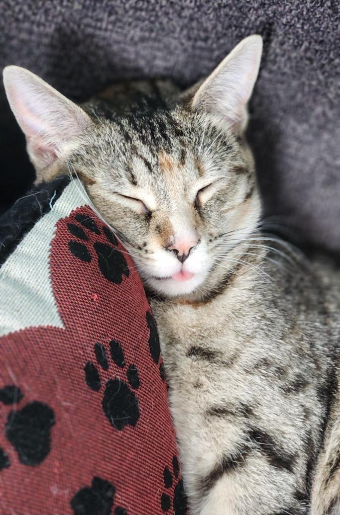 Enlarge Wynona, a Adoptable mixed breed in Libertyville, IL image 3/6