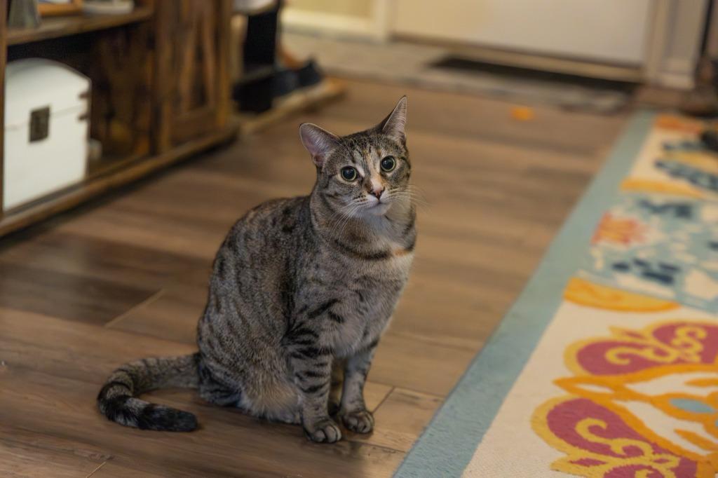 Enlarge Wynona, a Adoptable mixed breed in Libertyville, IL image 4/6