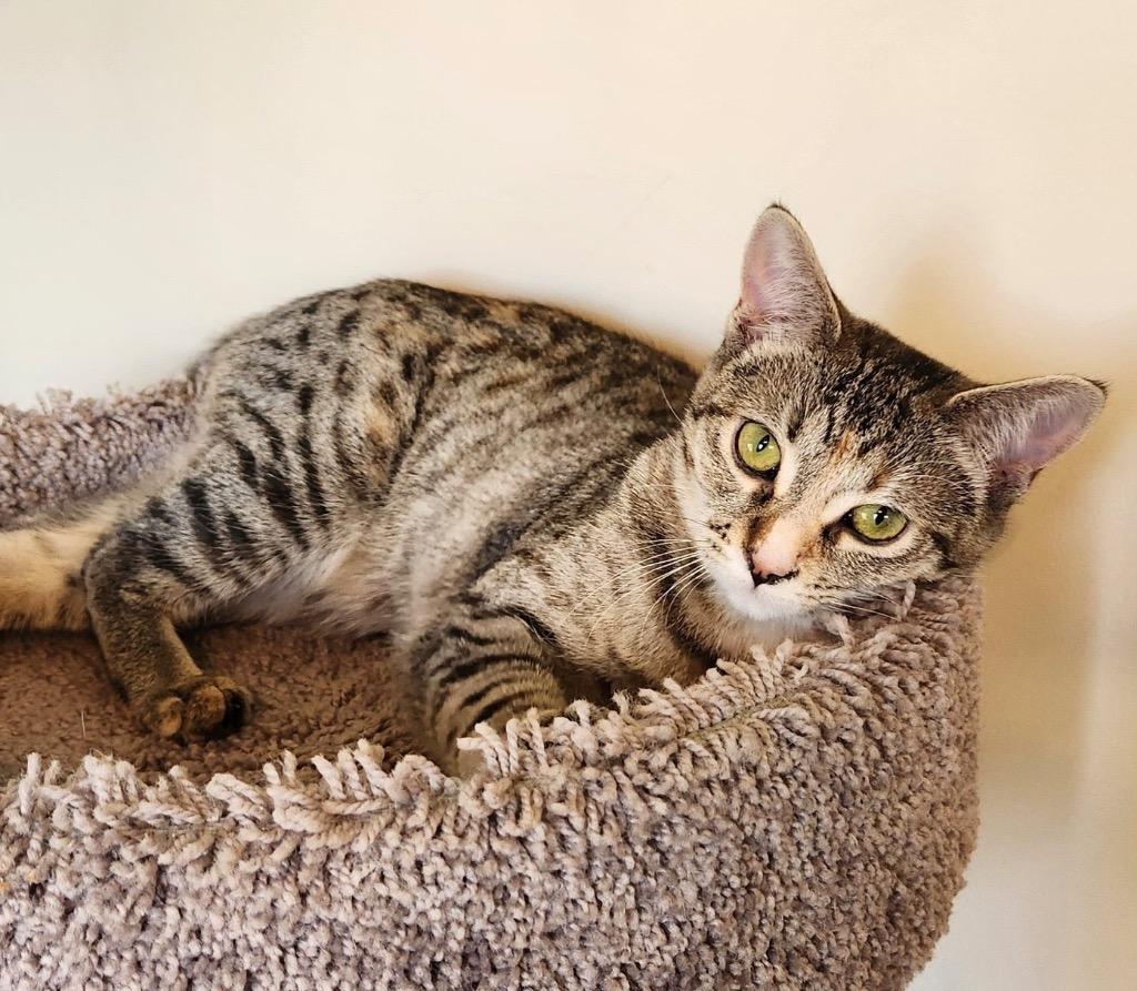 Enlarge Wynona, a Adoptable mixed breed in Libertyville, IL image 5/6