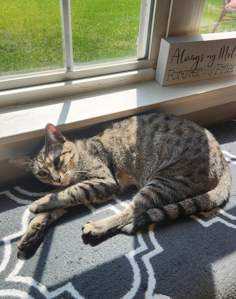 Enlarge Wynona, a Adoptable mixed breed in Libertyville, IL image 5/6