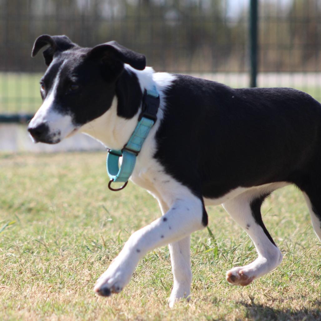 Enlarge Tennille, a Adoptable mixed breed in Temple, TX image 2/2