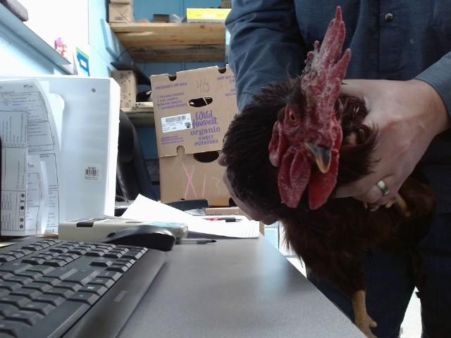 CHARLIE, Adoptable, Young Male Chicken.