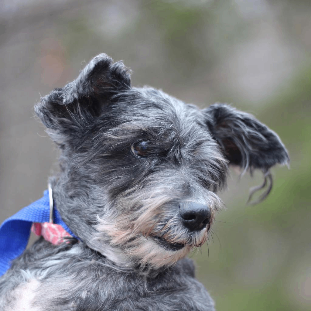 Enlarge Oodles of Poodles, a Adopted mixed breed in Lyndhurst, VA image 1/3