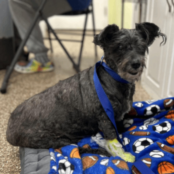 Enlarge Oodles of Poodles, a Adopted mixed breed in Lyndhurst, VA image 2/3