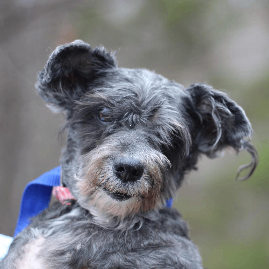 Enlarge Oodles of Poodles, a Adopted mixed breed in Lyndhurst, VA image 3/3