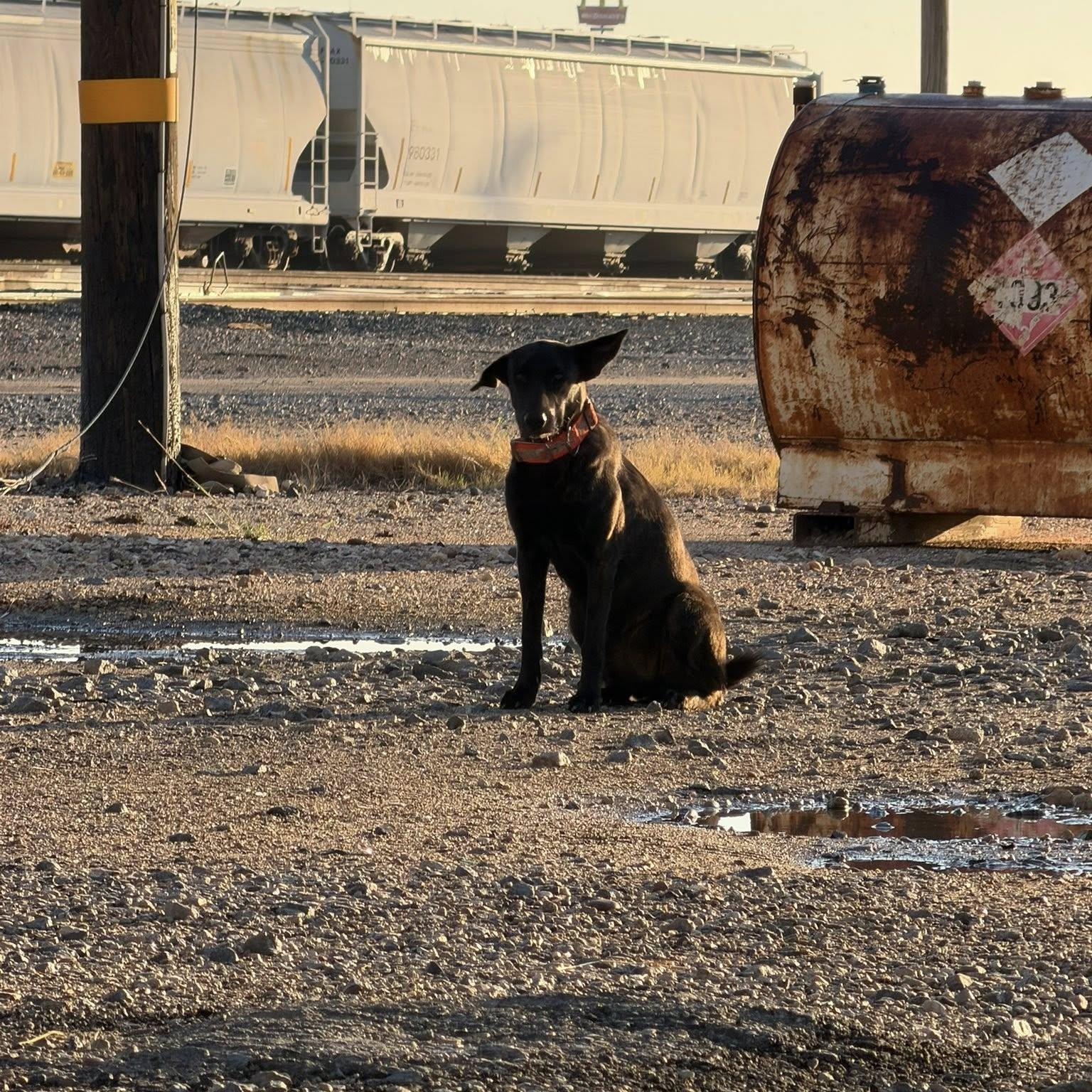 Enlarge Amy Fay, a Adoptable mixed breed in Fair Oaks Ranch, TX image 6/6