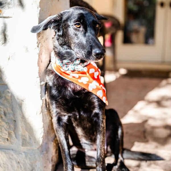 Enlarge Amy Fay, a Adoptable mixed breed in Fair Oaks Ranch, TX image 6/6