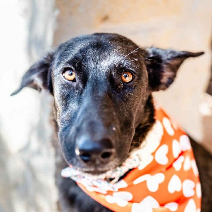Amy Fay, Adoptable, Young Female Mixed Breed & Dutch Shepherd.