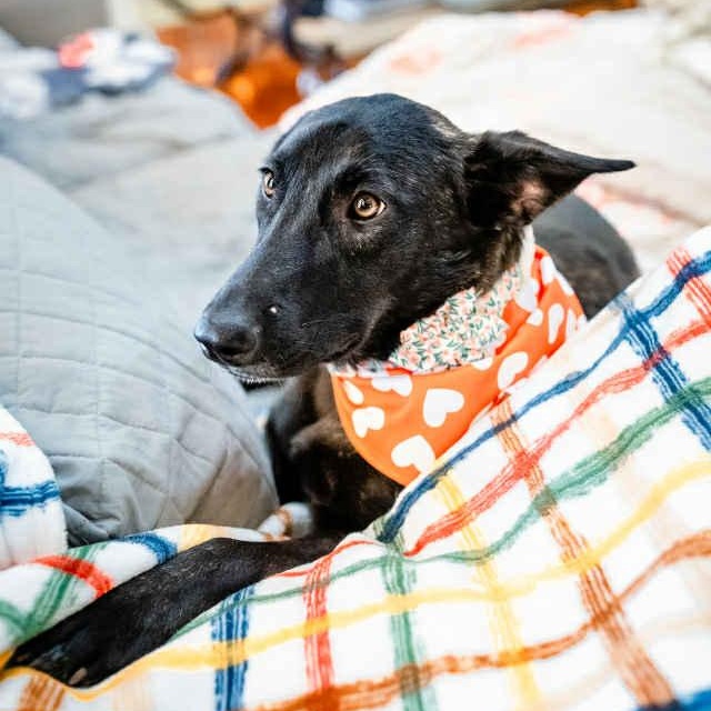 Enlarge Amy Fay, a Adoptable mixed breed in Fair Oaks Ranch, TX image 3/6