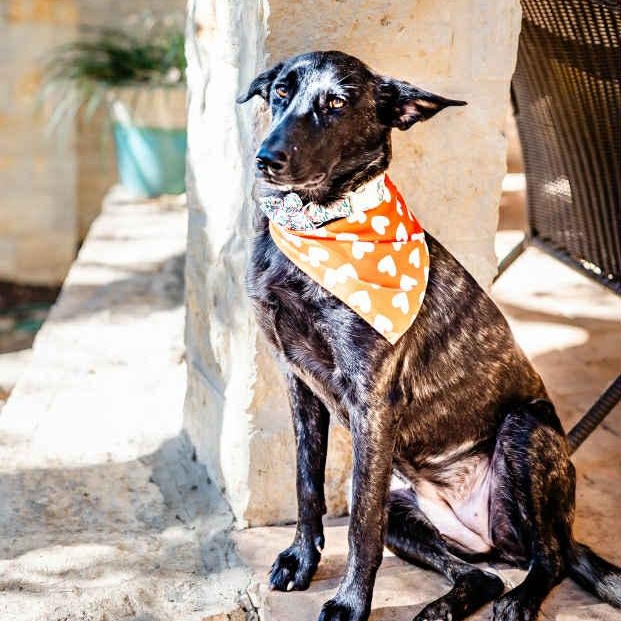 Enlarge Amy Fay, a Adoptable mixed breed in Fair Oaks Ranch, TX image 5/6