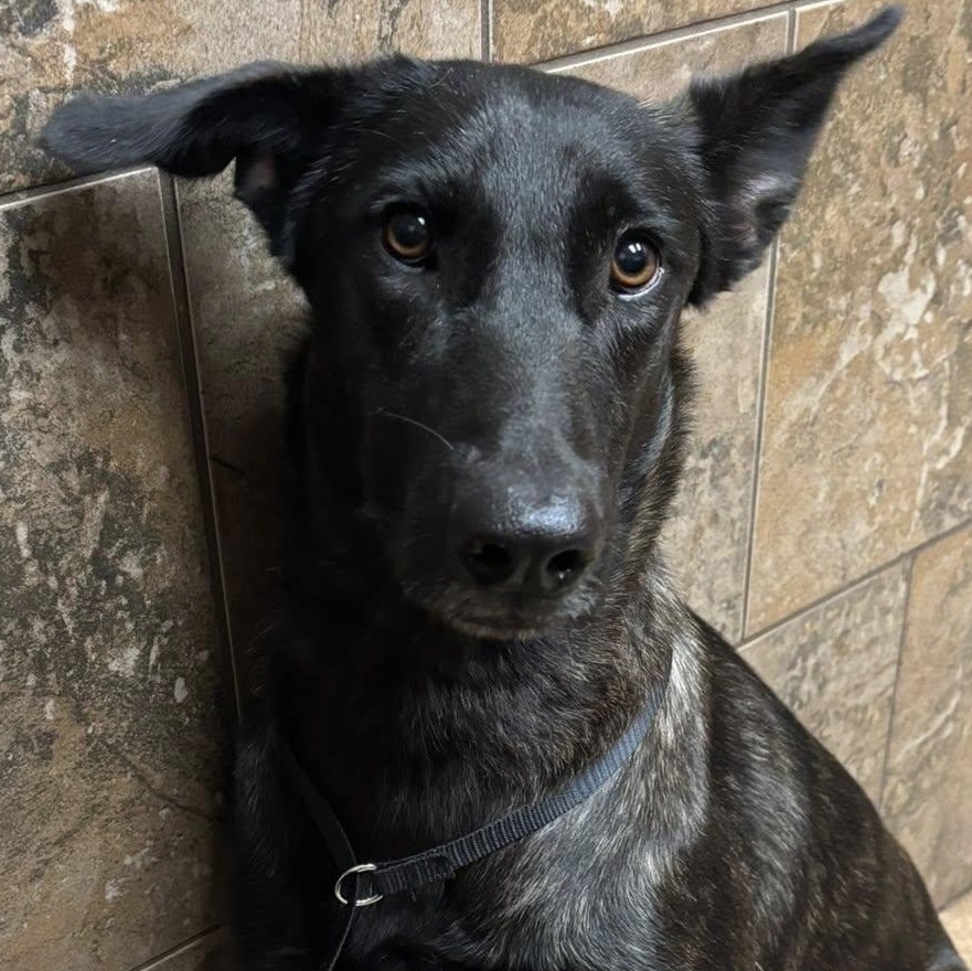 Amy Fay, Adoptable, Young Female Mixed Breed & Dutch Shepherd.
