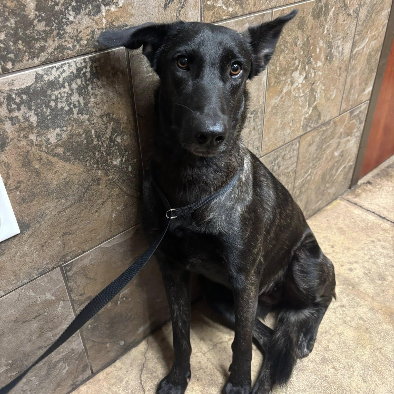 Enlarge Amy Fay, a Adoptable mixed breed in Fair Oaks Ranch, TX image 4/6