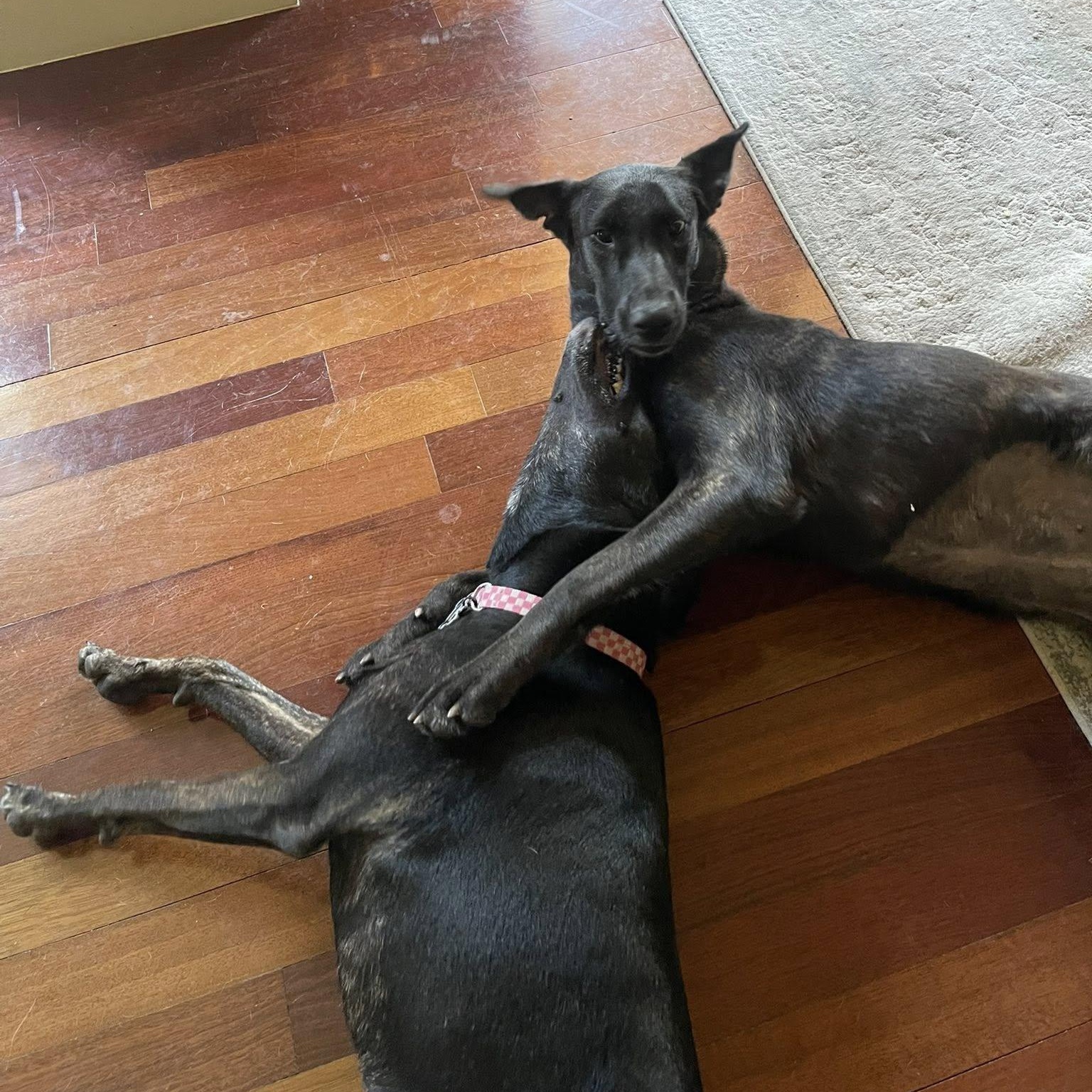 Enlarge Amy Fay, a Adoptable mixed breed in Fair Oaks Ranch, TX image 5/6