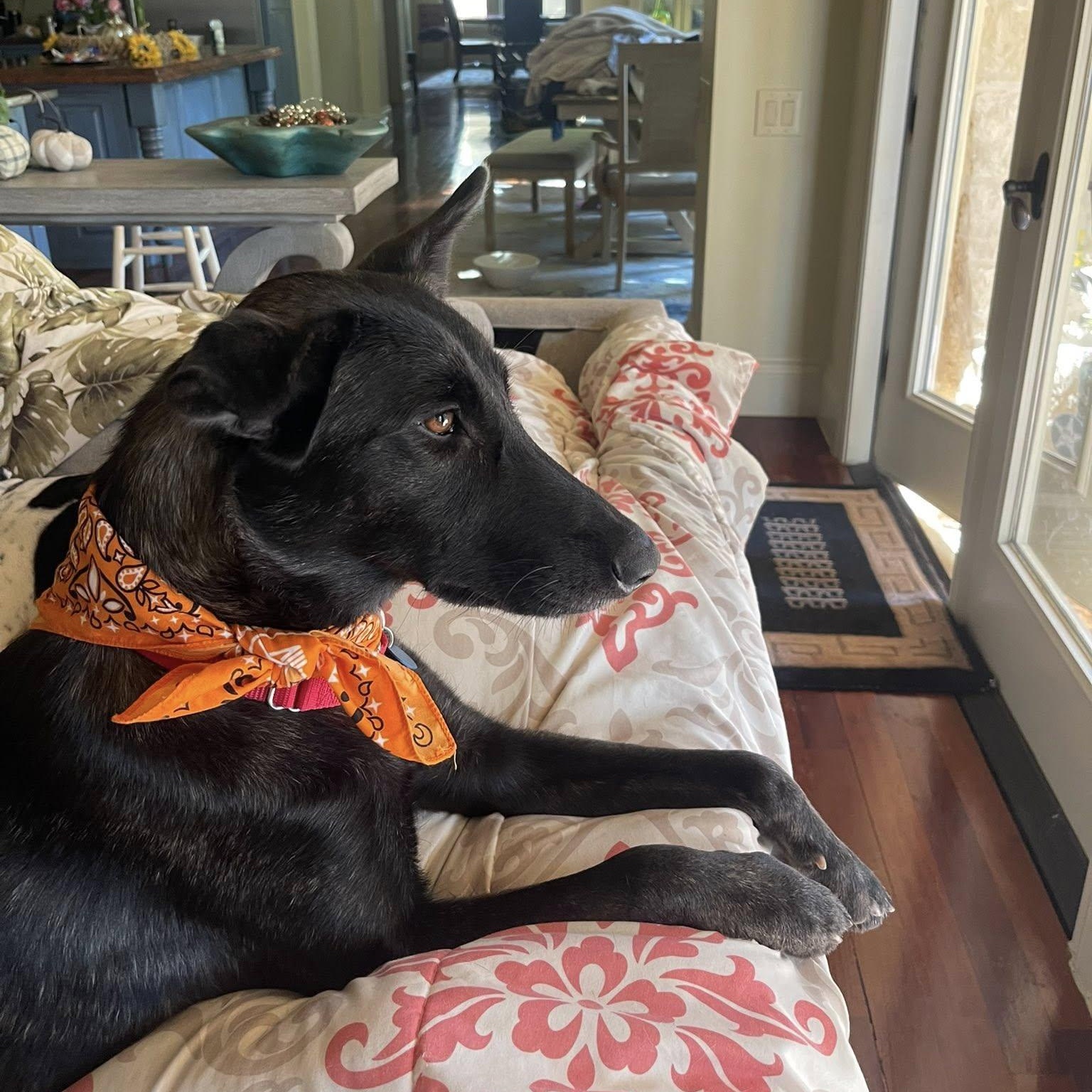 Enlarge Amy Fay, a Adoptable mixed breed in Fair Oaks Ranch, TX image 3/6