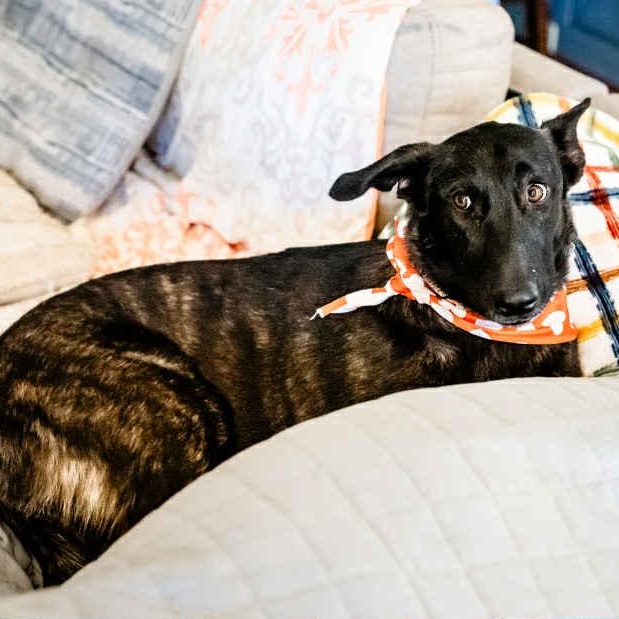 Enlarge Amy Fay, a Adoptable mixed breed in Fair Oaks Ranch, TX image 4/6